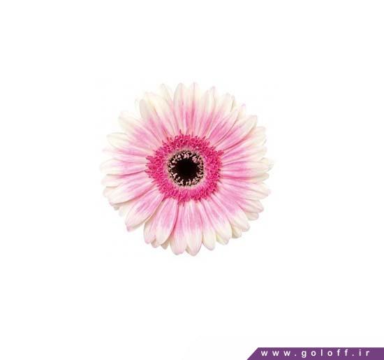 گالری گل آنلاین - گل ژربرا فینیدی - Gerbera | گل آف